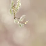 Hotel Frankenbourg La Vancelle