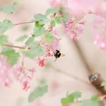 Hotel Frankenbourg La Vancelle