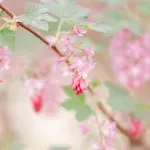 Hotel Frankenbourg La Vancelle