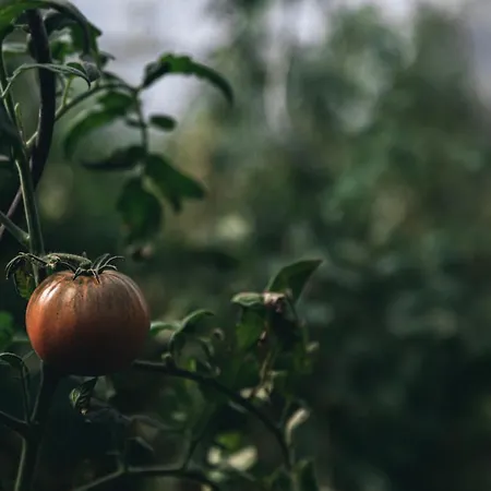 Frankenbourg La Vancelle
